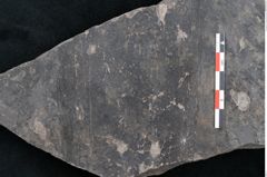 Foto (Detailansicht) von Haastia speciosa Ettingshausen (NHMW-GEO-2024-0188-10213)
